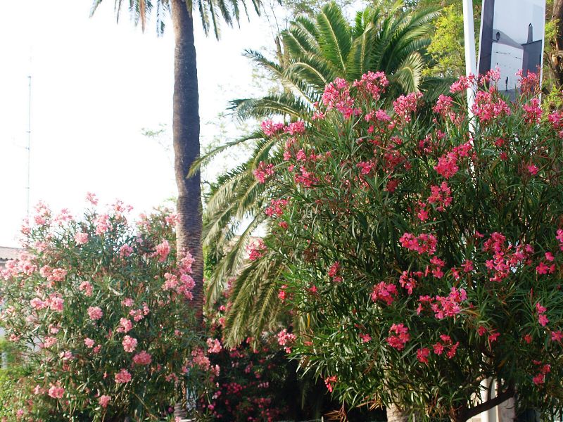 img00012.jpg